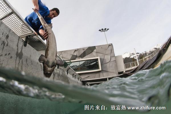 鱘魚吃什么食物？