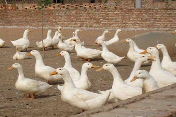 養1000只蛋鴨能賺多少錢?養蛋鴨的成本和利潤