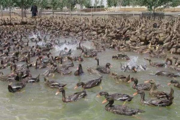 養1000只蛋鴨能賺多少錢?養蛋鴨的成本和利潤