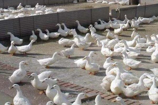 養1000只蛋鴨能賺多少錢?養蛋鴨的成本和利潤