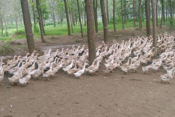 養1000只蛋鴨能賺多少錢?養蛋鴨的成本和利潤