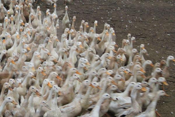 養1000只蛋鴨能賺多少錢?養蛋鴨的成本和利潤