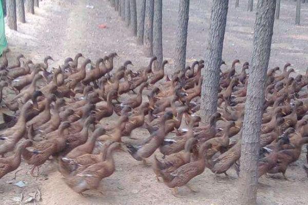 養1000只蛋鴨能賺多少錢?養蛋鴨的成本和利潤