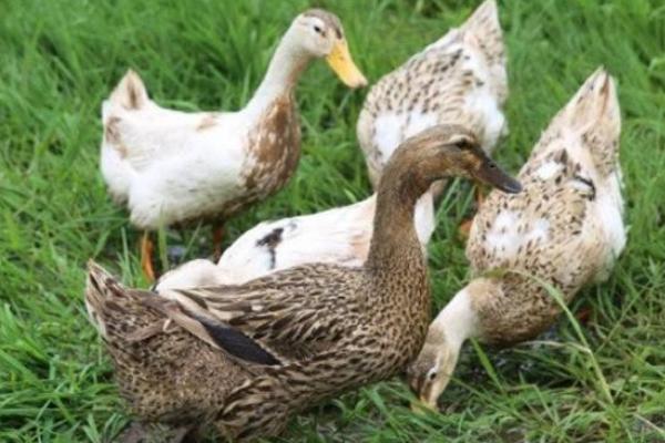 養1000只蛋鴨能賺多少錢?養蛋鴨的成本和利潤