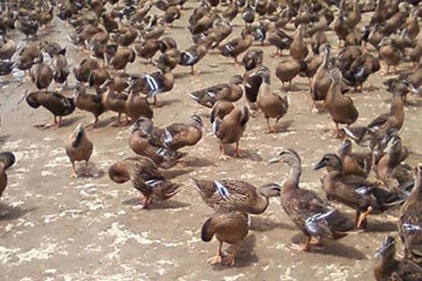 養1000只蛋鴨能賺多少錢?養蛋鴨的成本和利潤