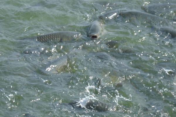 養(yǎng)一畝鯽魚能賺多少錢?養(yǎng)鯽魚的成本和利潤(rùn)