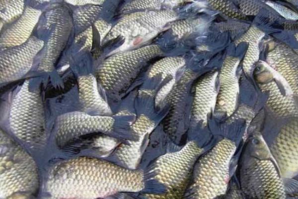 養(yǎng)一畝鯽魚能賺多少錢?養(yǎng)鯽魚的成本和利潤(rùn)