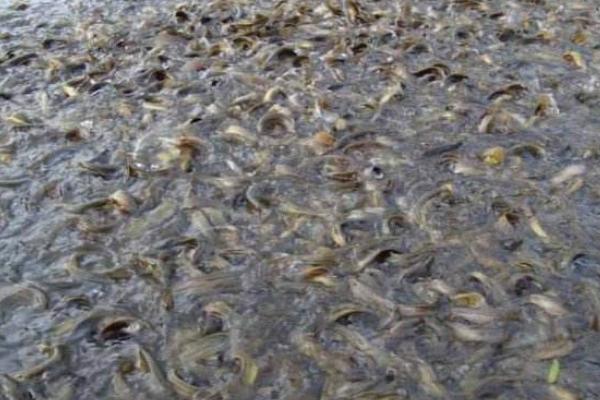 養(yǎng)一畝鯽魚能賺多少錢?養(yǎng)鯽魚的成本和利潤(rùn)