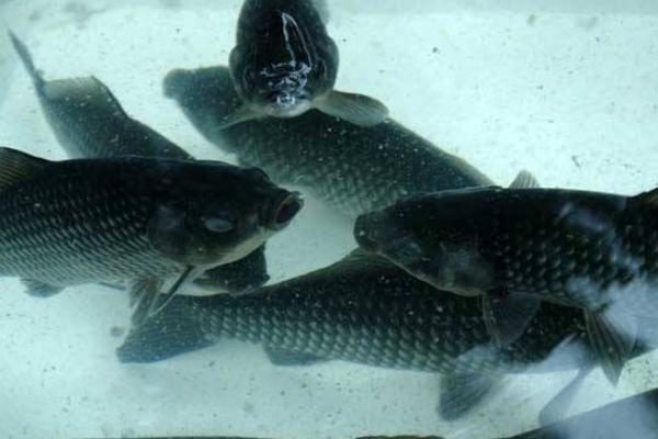 養(yǎng)一畝鯽魚能賺多少錢?養(yǎng)鯽魚的成本和利潤(rùn)