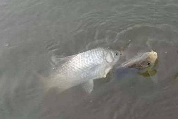 養(yǎng)一畝鯽魚能賺多少錢?養(yǎng)鯽魚的成本和利潤(rùn)