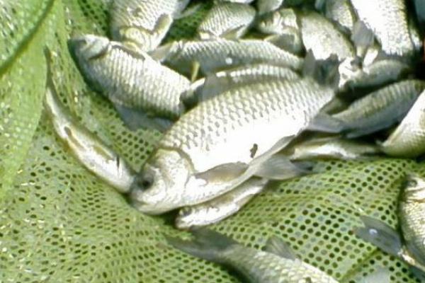 養(yǎng)一畝鯽魚能賺多少錢?養(yǎng)鯽魚的成本和利潤(rùn)