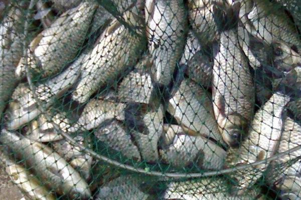 養(yǎng)一畝鯽魚能賺多少錢?養(yǎng)鯽魚的成本和利潤(rùn)