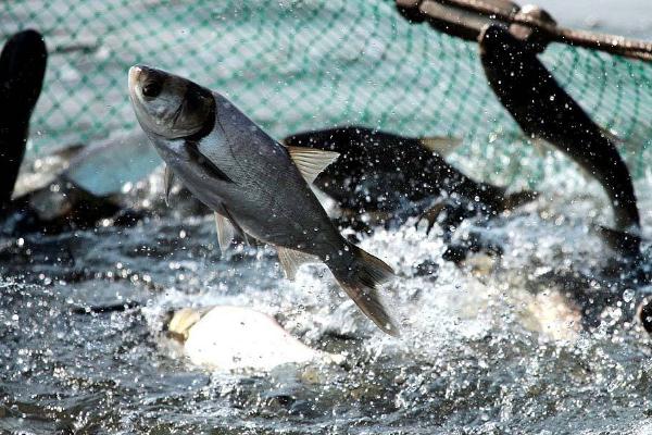 白鰱魚怎么做好吃？