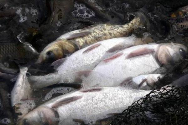 白鰱家常做法大全