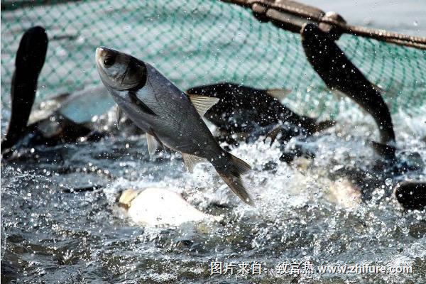 釣白鰱用什么餌料?