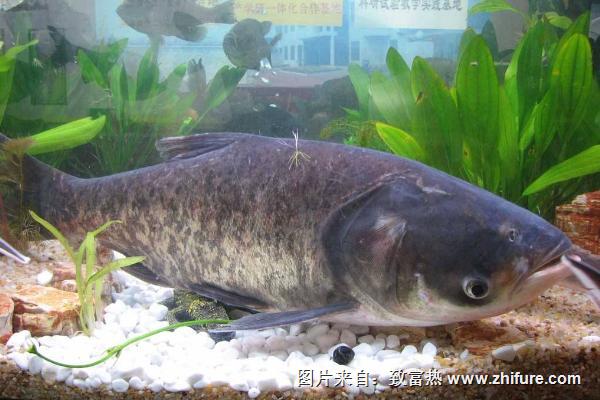 花鰱和白鰱的區別是什么?