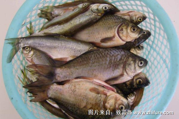 白鰱價格多少錢一斤?