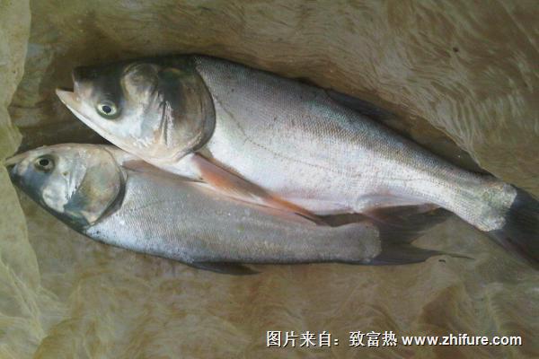 白鰱的營養價值及功效與作用