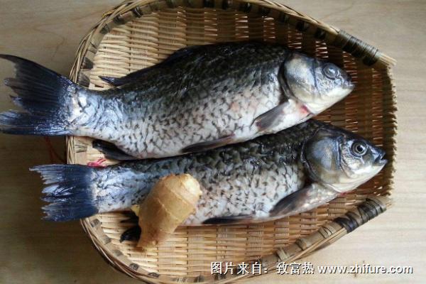 鯽魚和鯉魚的區別是什么？