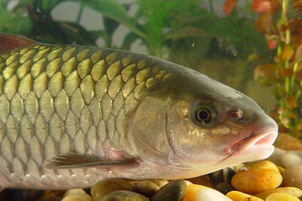 鯽魚和鯉魚的區別是什么？