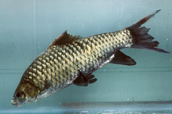 鯽魚和鯉魚的區別是什么？