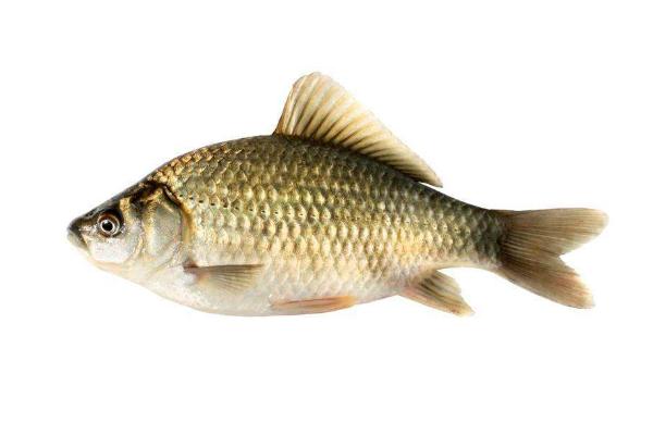 鯽魚和鯉魚的區別是什么？