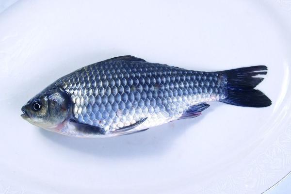 鯽魚和鯉魚的區別是什么？