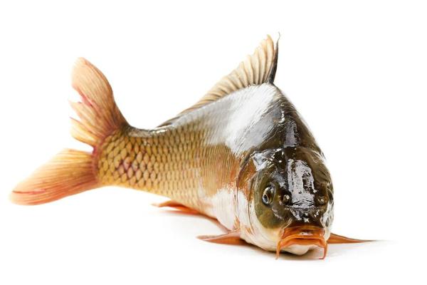 鯽魚和鯉魚的區別是什么？