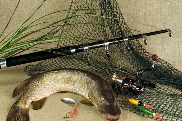 鯽魚和鯉魚的區別是什么？