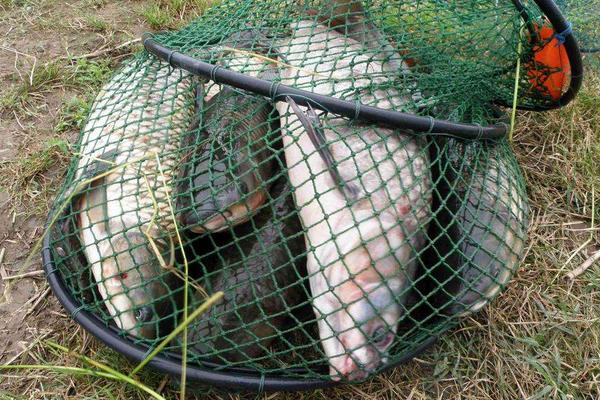 鯽魚和鯉魚的區別是什么？