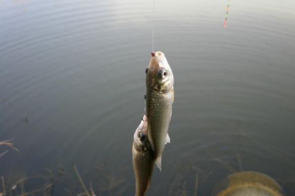 釣鯽魚(yú)怎樣調(diào)漂（圖解）？