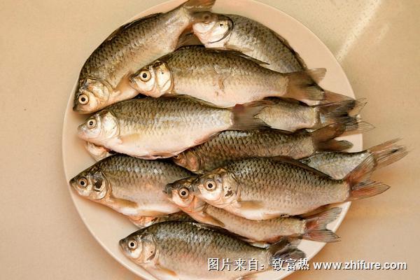 鯽魚是發物嗎？