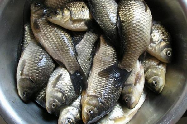 鯽魚是發(fā)物嗎?