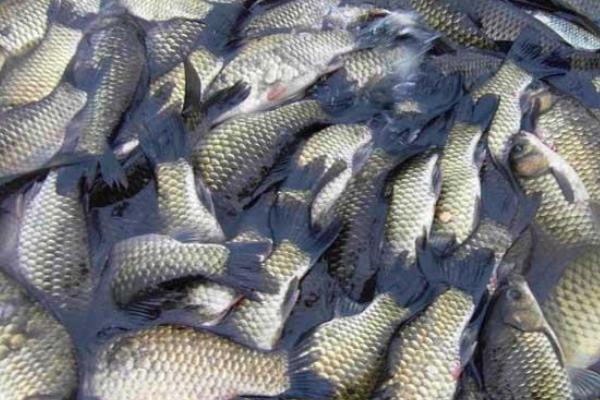 鯽魚是發(fā)物嗎?