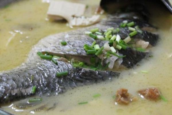 鯽魚是發(fā)物嗎?