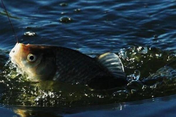 鯽魚是發(fā)物嗎?