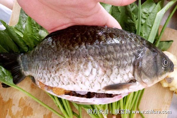 鯽魚價(jià)格多少錢一斤？