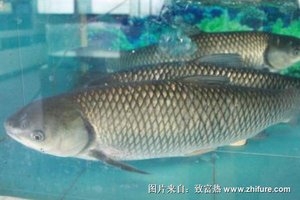 草魚刺多嗎？