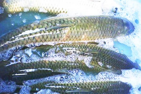 草魚(yú)刺多嗎？