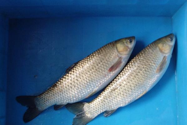 草魚(yú)刺多嗎？