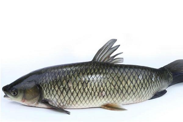 草魚和鯉魚的區別是什么?