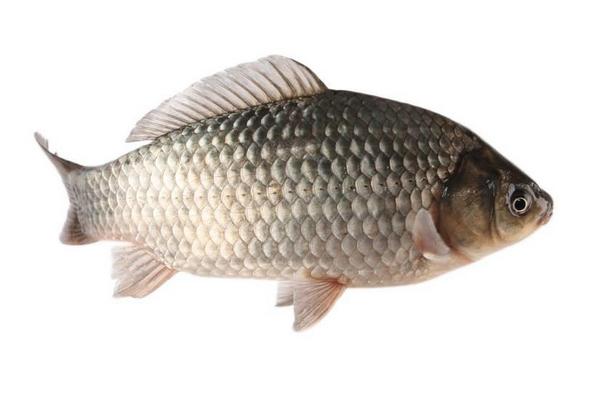 草魚和鯉魚的區別是什么?