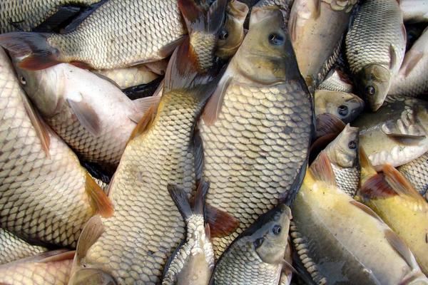 草魚和鯉魚的區別是什么?