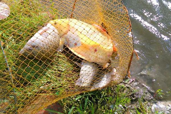 草魚和鯉魚的區別是什么?