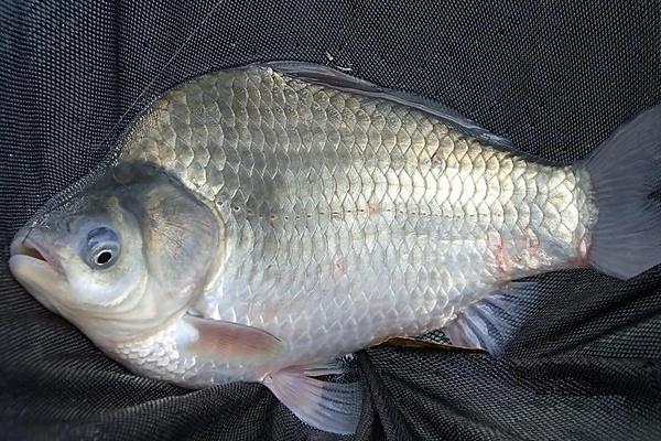 草魚和鯉魚的區別是什么?