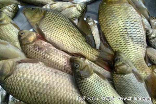 草魚(yú)和鯉魚(yú)哪個(gè)刺少？