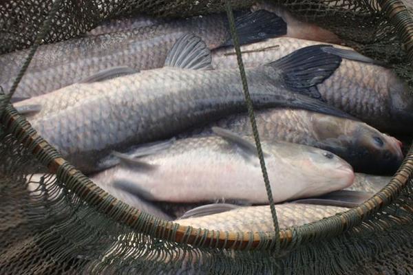 草魚和鯉魚哪個(gè)刺少?