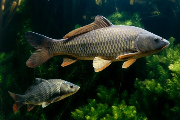 草魚和鯉魚哪個(gè)刺少?