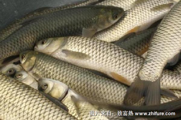 草魚和鯉魚哪個(gè)刺少?