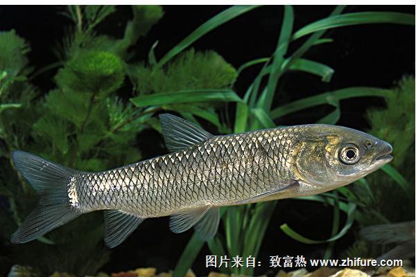 草魚和鯉魚哪個(gè)刺少?